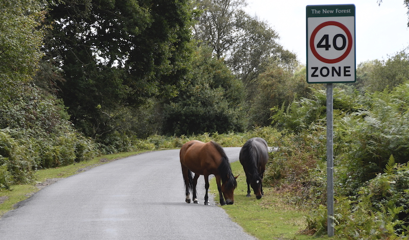 New Forest